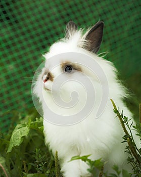 Charming white rabbit