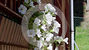 Charming white window flowers of a residential building closeup on the street o