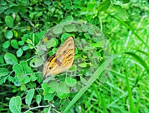 Charming wild butterfly