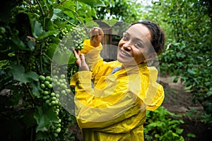 Charming woman, vineyard owner holding bunch of grapes and checking if for ripeness. Growing grapes for wine production