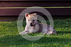 Charming young dog puppy. Czechoslovakian wolfdog playing. Little wolf dog