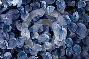 Charmingly beautiful texture with blue leaves