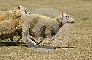 CHARMOIS SHEEP, A FRENCH BREED, GROUP RUNNING THROUGH MEADOW