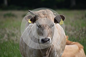 Charolais Angus cross bull photo