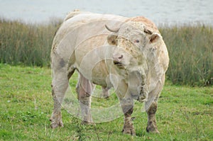Charolais Bull / Charolles Bull photo