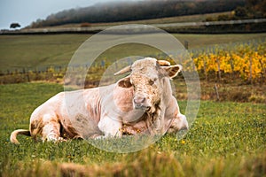 Charolais bull in a field, Burgundy, France