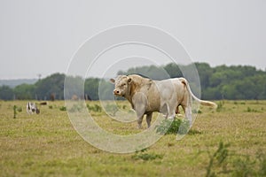 Charolais Bull grazing photo