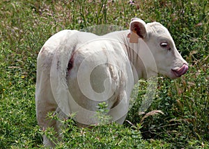 Charolais calf