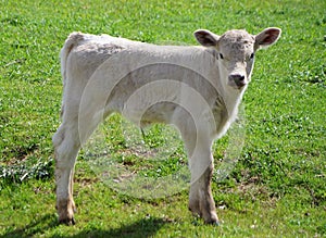 A Charolais calf standing in a green field.