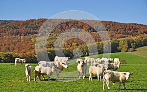 Charolais Cattle,,Burgundy,Burgund photo