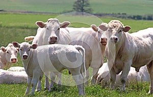Charolais cattle, close-up of a herd