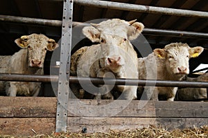 Charolais Cattle photo
