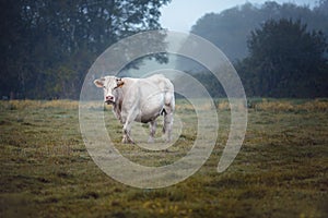 Charolais cattle on the Pasture in Brittany France photo