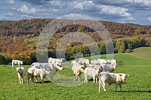 Charolais Cattle in Rhoen,Germany photo