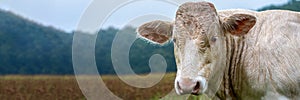 Charolais Cattle, white bull head front view. photo