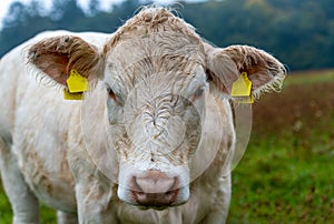 Charolais Cattle, white bull head front view.