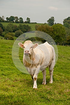 Charolais cattle photo
