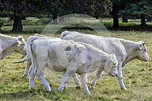 Charolais cattle - young bulls on British farm