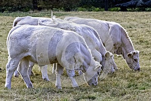 Charolais cattle - young bulls on British farm