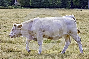 Charolais cattle - young bulls on British farm