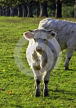 Charolais cattle - young bulls on British farm