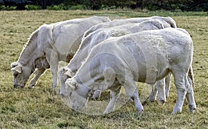 Charolais cattle - young bulls on British farm