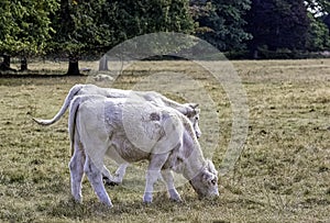 Charolais cattle - young bulls on British farm