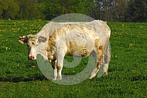 Charolais cow photo