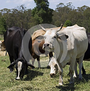 Charolais cow Australia bred cattle photo