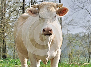 Charolais cow face photo