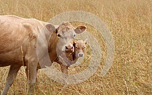 Charolais cow with her newborn calf standing in the dry meadow