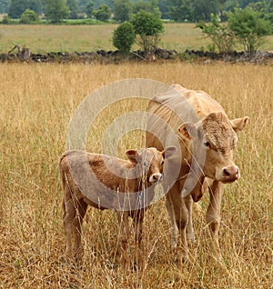 Charolais cow with her newborn calf standing in the dry meadow