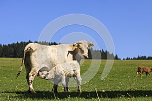 Charolais cow with its calf on the pasture