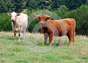 Charolais Cow and Red Highland Heifer