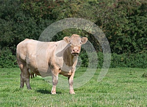 Charolais cow photo