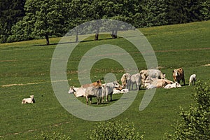 Charolais cow drove on the pasture