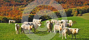 Charolais Cows,France