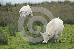 Charolais Cows By The Lake / Charolles Cows By The Lake