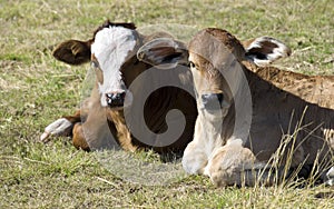 Charolais cross and simmental calves photo
