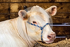 Charolais show heifer