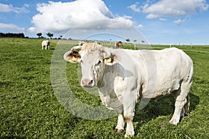 Charolais Steer, white steer on summer meadow. photo