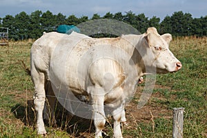 Charolaise cows in a field in Brittany photo