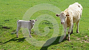 A Charolias cow and calf in a field.