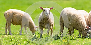 Charollais Lambs
