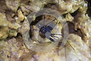 Charon Grayi or giant whip spider is a cave biota