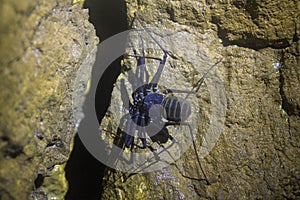 Charon Grayi or giant whip spider is a cave biota that lives in the Karst area