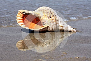 Charonia is a genus of very large sea snail, commonly known as Triton&#s trumpet or Triton snail
