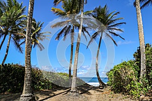 Charpentier beach in Sainte-Marie, Martinique