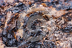 Charred autumn leaves