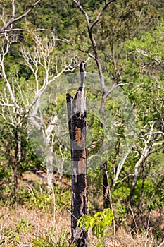 Charred burnt Tree Trunk between green Bush Land, Queensland, Australia photo